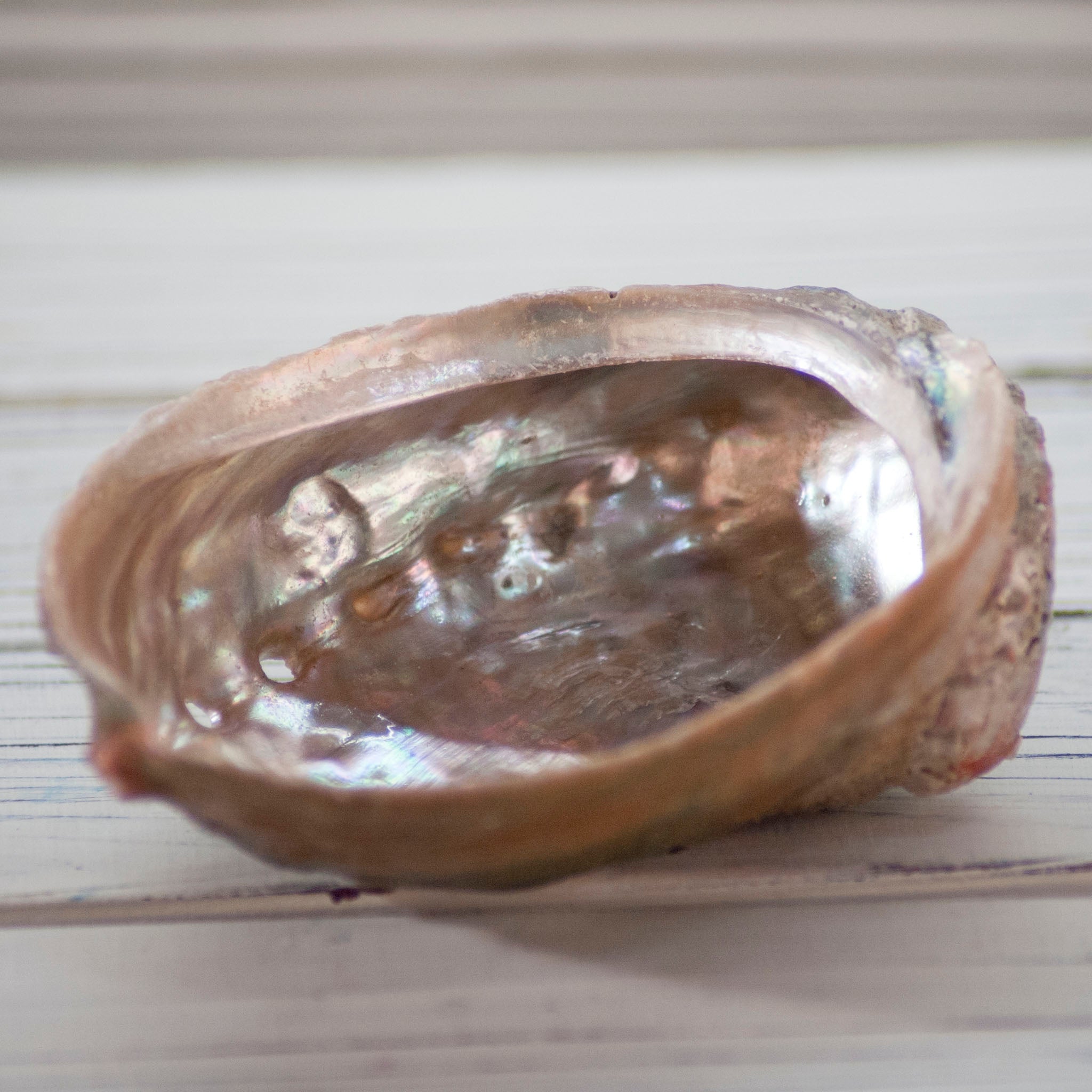 Abalone Shell