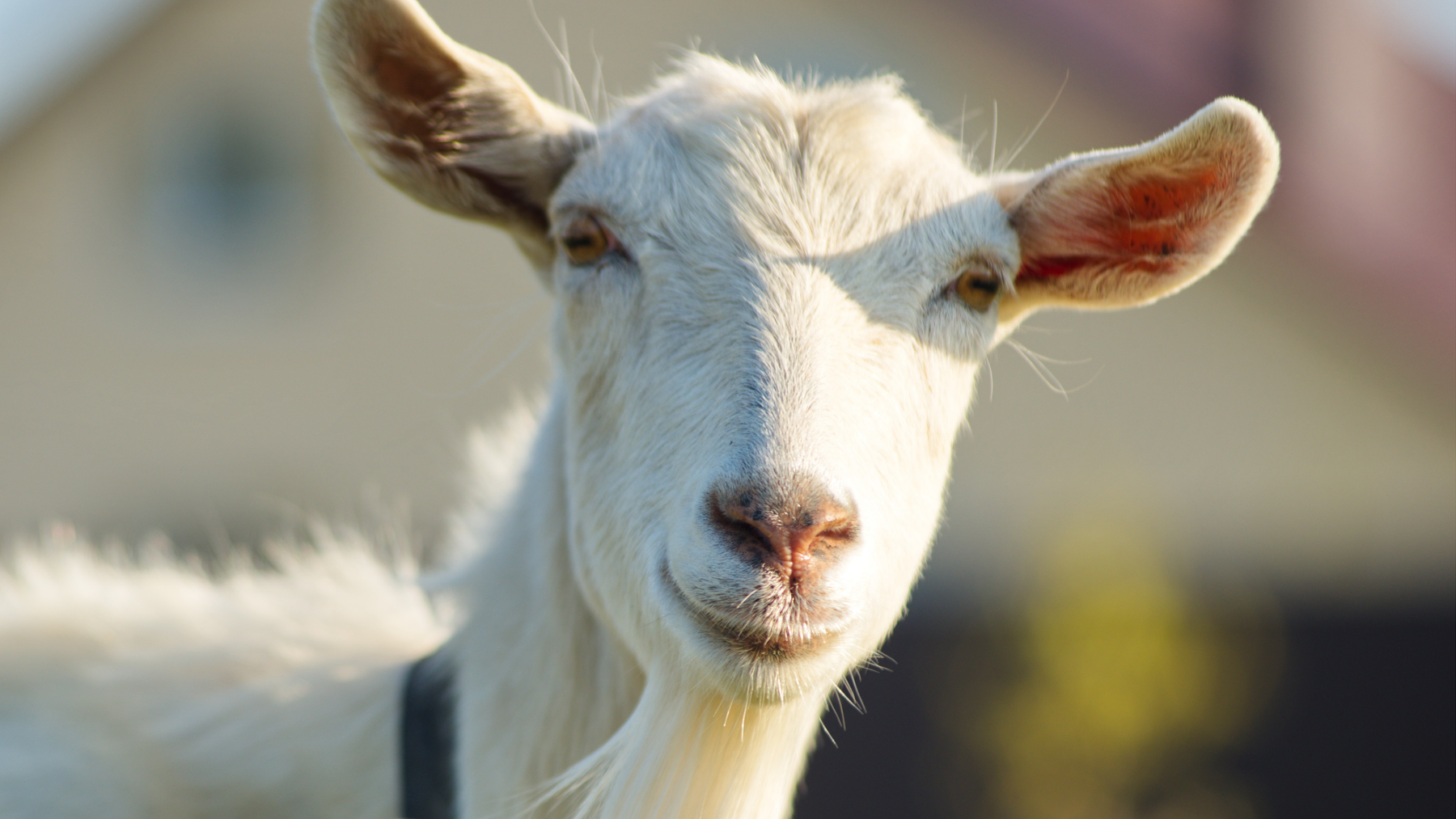 Ingredient Spotlight: Goat Milk — Nature’s Gentle Moisturizer for Soft, Healthy Skin