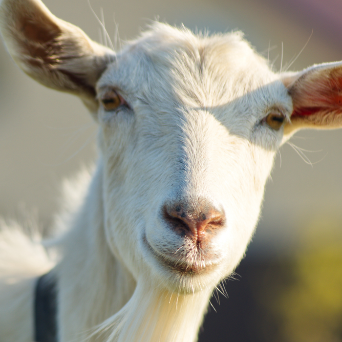 Ingredient Spotlight: Goat Milk — Nature’s Gentle Moisturizer for Soft, Healthy Skin
