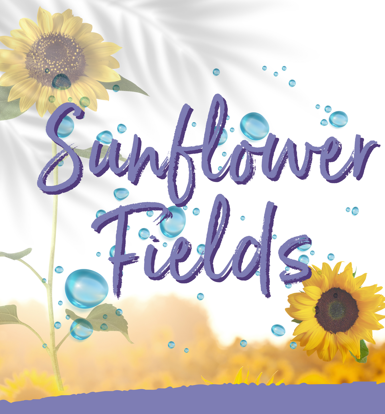 Sunflower Fields